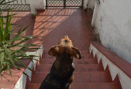 Eu vou passear com seu melhor amiguineo