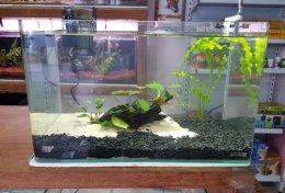 Eu vou ajudar você a cuidar do seu aquário de água doce