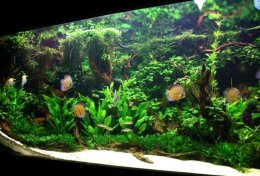 Eu vou ajudar você a montar um layout para seu aquário
