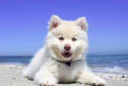 Eu vou indicar 3 nomes pro seu cachorro