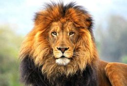 Eu vou te ensinar a ser um líder e uma pessoa respeitada