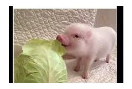 Eu vou te ajudar a se alimentar melhor