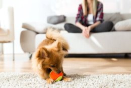 Eu vou te ajudar com o comportamento do seu cão