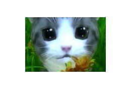 Eu vou digitar seu texto em geral