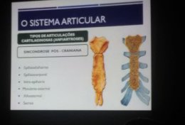 Eu vou fazer material de estudo de anatômia pra você