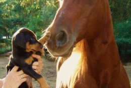 Eu vou Resolver seus exercícios da medicina veterinária