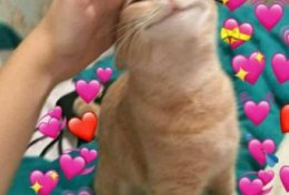 Eu vou Traduzir textos do Inglês para você