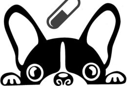 Eu vou te orientar o melhor remédio contra vermes intestinais para seu pet