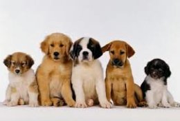 Eu vou passear com seu cachorro