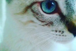 Eu vou traduzir seu trabalho ou textos de ingles para portugues