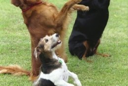 Eu vou te ensinar a adestrar o seu cão passo a passo