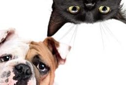 Eu vou montar uma dieta com alimentação natural para o seu cão