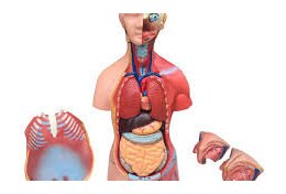Eu vou te ajudar em ANATOMIA