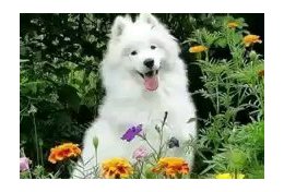 Eu vou fazer 10 itros para você