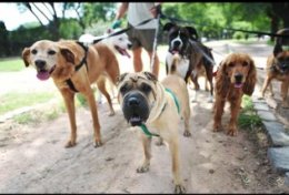 Eu vou Levar seu Cachorro para passear