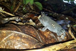 Eu vou fazer seu trabalho de Biologia