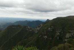 Eu vou identificar as suas plantas