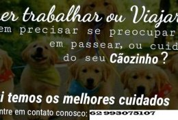 Eu vou levar o seu cachorro para passear em parques