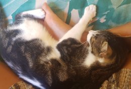 Eu vou cuidar de seu animalzinho