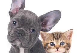 Eu vou dar o nome para seu animal de estimação