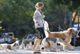 Eu vou passear com seu cachorro