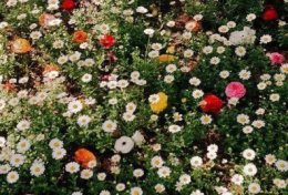 Eu vou te ajudar a conquistar pessoas R$10