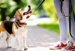 Eu vou passear com seu bichinho