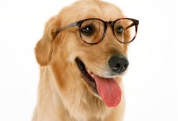 Eu vou passear/adestrar seu cachorro