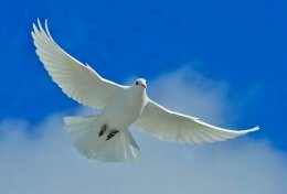 Eu vou compor seu texto acadêmico