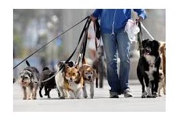 Eu vou passear com seu cachorro