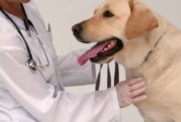 Eu vou te dar conselhos sobre o seu Pet