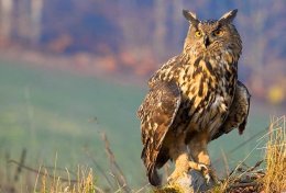 Eu vou te ensinar a ganhar dinheiro