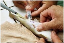 Eu vou te ensinar a reproduzir peixes