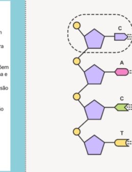 Eu vou te ajudar com a melhor apresentação!
