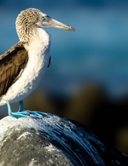 Eu vou atender os seus clientes no WhatsApp