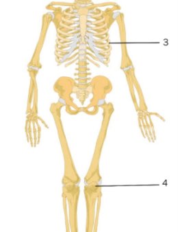 Eu vou te ajudar com sua lição