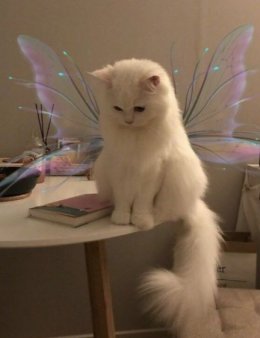 Eu vou revisar sua gramática e fluidez