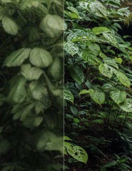 Eu vou melhorar a qualidade da sua foto