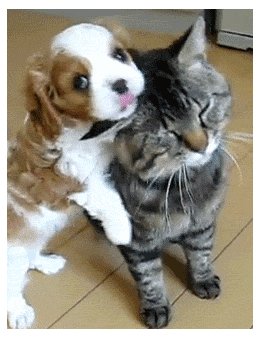 Eu vou cuidar do seu Animalzinho