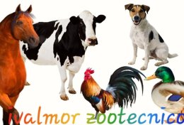 Contrate um veterinário e zootecnia sem precisar ir em sua residência