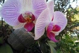 Eu vou alugar jogos de ps4 pra você