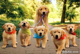 Eu vou dar orientações para educar seu cão