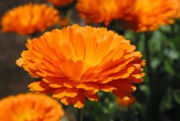 Eu vou criar 5 nomes para o seu negócio