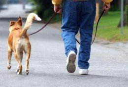 Passeio com seu cachorro