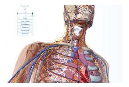 Eu vou enviar programa de anatomia 3d por link