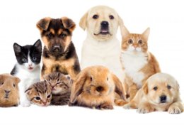 Eu vou criar 3 nomes inusitados para seus pets