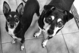 Eu vou levar seu cão para passear